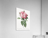 Burgundy cabbage rose in bloom Acrylic Print