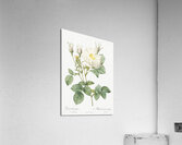 White rose of york Acrylic Print