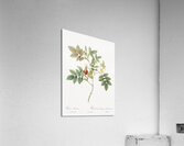 Mountain rose in bloom Acrylic Print