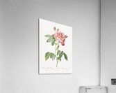 Pink french rosebush Acrylic Print