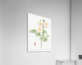 Blooming damask roses Acrylic Print