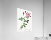 Blooming pink cabbage rose Acrylic Print