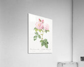 Vintage Leschenaults Rose Impression acrylique