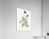 Blooming red rosebush Acrylic Print