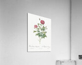 Burgundy cabbage rose in bloom Acrylic Print