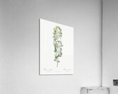 Burgundy cabbage rose in bloom Acrylic Print