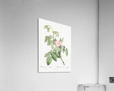 Pink apple rose in bloom Acrylic Print