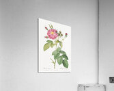 Pink roses in bloom Acrylic Print