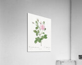 Pink agatha rose Acrylic Print