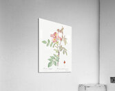 Vintage Rosa glauca rose Acrylic Print