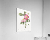 Pink french rose Acrylic Print