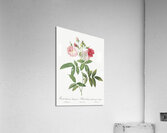 Hudson rose in bloom Acrylic Print