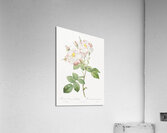 White damask rose Acrylic Print