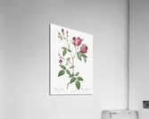 Velvet china rose in bloom Acrylic Print