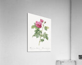 Pink bourbon roses Acrylic Print