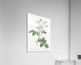 Pink bourbon roses Acrylic Print