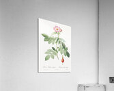 Pink apple rose Acrylic Print