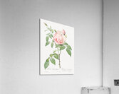 Blooming pink roses Acrylic Print
