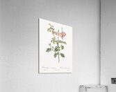 Prickly sweet briar roses Acrylic Print
