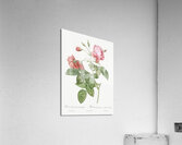 Pink boursault rose Impression acrylique