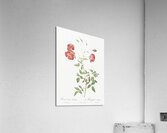 Vintage red rose Acrylic Print