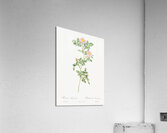 Blooming pink roses Acrylic Print