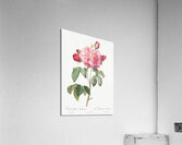 Vintage french rose Acrylic Print