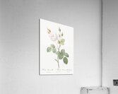 White misty rose Acrylic Print