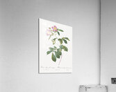 Pink alpine roses Acrylic Print