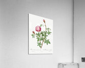 Anemone flowered rose Acrylic Print