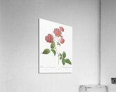 Anemone flowered rose Acrylic Print