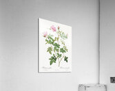 Pink flowering rosebush Acrylic Print