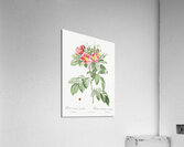 Blooming pink rosebush Acrylic Print