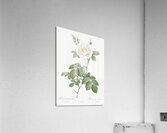 Blooming white rose Acrylic Print