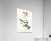 Blooming pink rosebush Acrylic Print