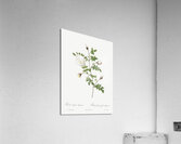 Hispid rose in bloom Acrylic Print