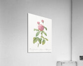 Agatha rose in bloom Acrylic Print