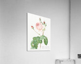 Vintage Provence rose Acrylic Print