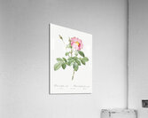 Vintage cabbage rose poster Acrylic Print