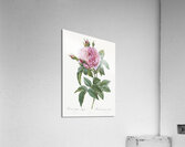 Vintage cabbage rose poster Acrylic Print