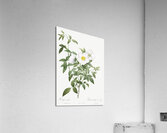 Blooming white roses Acrylic Print