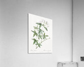 Vintage Lady Banks rose Acrylic Print