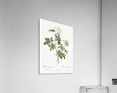 Blooming pink rosebush Impression acrylique