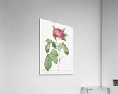 Red gallic rose Acrylic Print