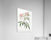 Pink swamp roses Acrylic Print