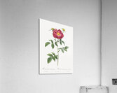 Stapelia rose in bloom Acrylic Print