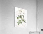 Blooming musk roses Acrylic Print