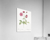 Vintage china rose Acrylic Print