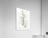 Vintage hedge rose Acrylic Print