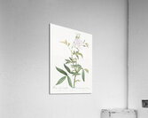 White rose of york in bloom Acrylic Print